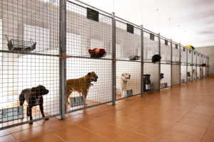 GC_Tweed_Pet_Resort_DTR_3