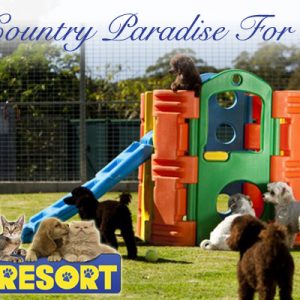 GC_Tweed_Pet_Resort_DTR_advert