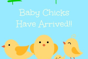 leisure pets baby chicks