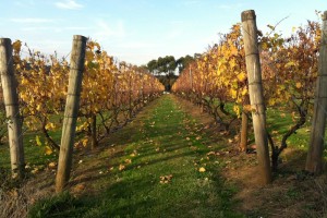 mornington peninsula wineries