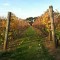 mornington peninsula wineries