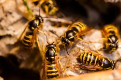 wasp_removal_mornington_peninsula