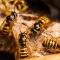 wasps