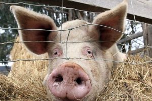 839830-pinky-the-pig