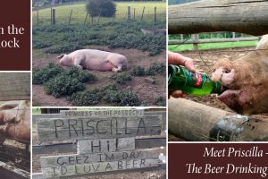 FB_Pub_Paddock_1200x628_3