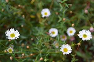 Green_and_Tidy_DTR_1