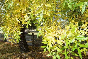 Green_and_Tidy_DTR_2