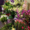 Pakenham_Florist_DTR_4