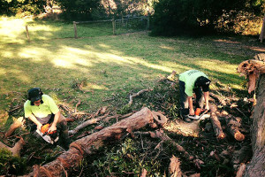 Rosebud Tree Services