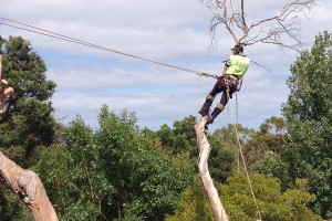 Rosebud Tree Services