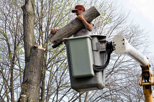 Rosebud Tree Services