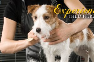 58542969_2633889799972585_7853450848670580736_o