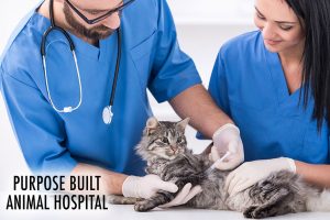 cat-vets-cranbourne