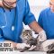 cat-vets-cranbourne