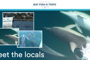 fb_bay_fishntrips_1200x628_11
