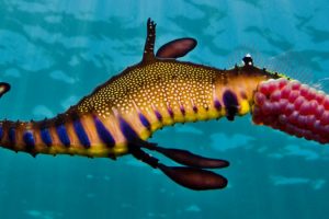 Weedy-Sea-Dragon-1920x450-1