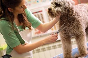 AUSDGA-Facebook-3 (1)