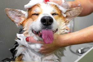 AUSDGA-Facebook-5 (1)