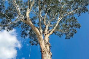East-Gippsland-Tree-Works-1