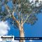 East-Gippsland-Tree-Works-1