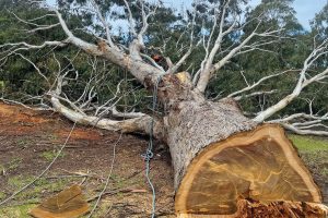 East-Gippsland-Tree-Works-2
