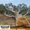 East-Gippsland-Tree-Works-2