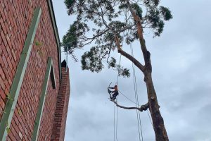East-Gippsland-Tree-Works-3