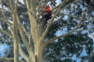 East-Gippsland-Tree-Works-4