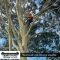 East-Gippsland-Tree-Works-4