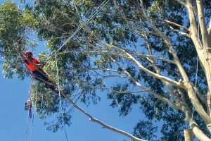 East-Gippsland-Tree-Works-6