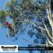 East-Gippsland-Tree-Works-6