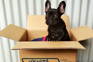 OBriens-Removals-Storage-Mornington